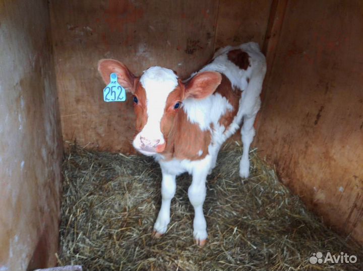 Телята с доставкой в ваш двор