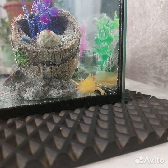 Аксолотль золотой с жильём