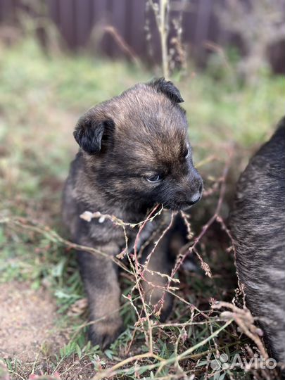 Щенки похожие на овчарят