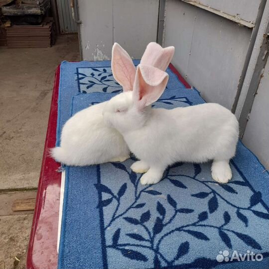 Продажа кроликов