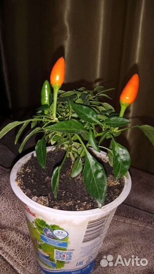 Декоративный горький перчик