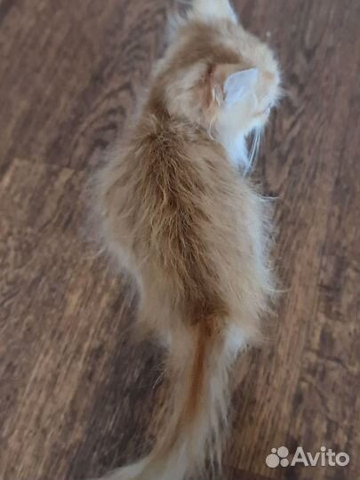 Мальчик полтора месяца