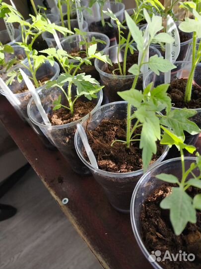 Рассада помидор