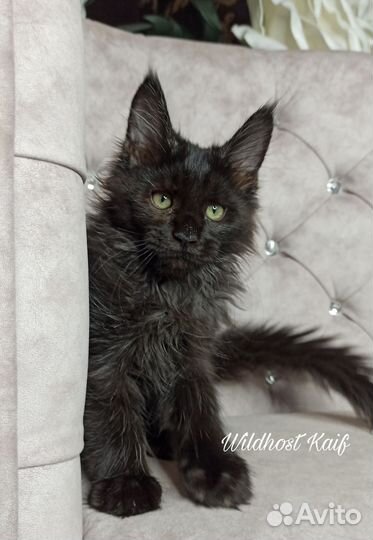 Котенок мейн кун