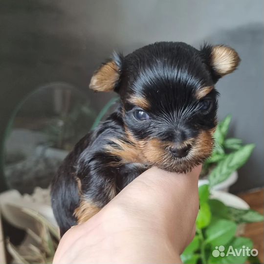 Йоркширский терьер щенки девочки mini