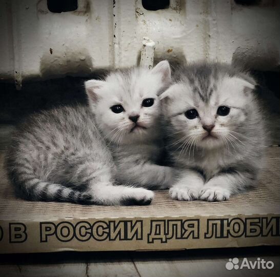 Шотландская