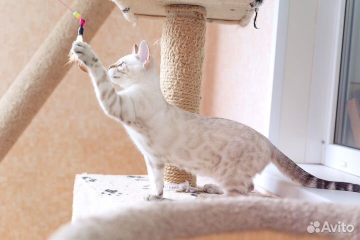 Бенгальские котята
