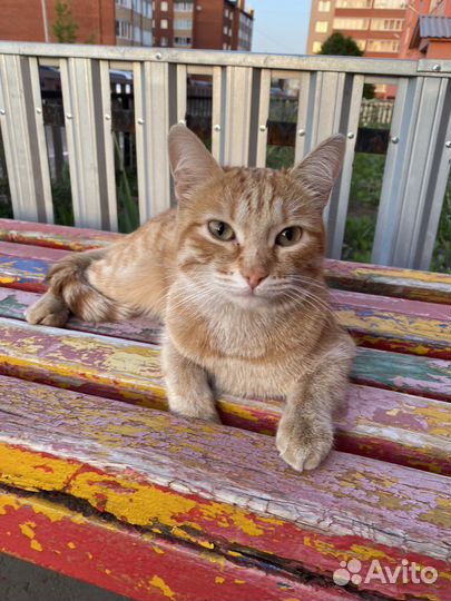 Рыжая девочка