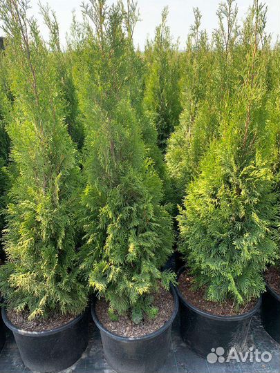 Туя Smaragd, 150 см