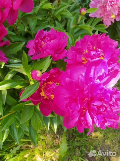 Пионы саженцы. (белый,розовый,бордо)