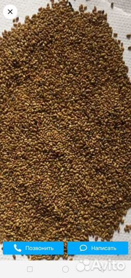 Красный клевер