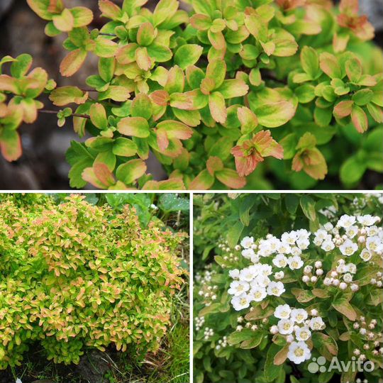 Спирея Рейнбоу