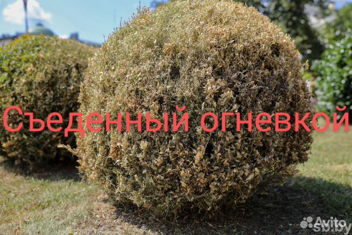 Обработка самшита от огневки. 100% результат