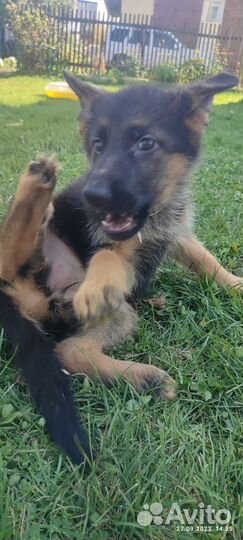 Немецкая овчарка детки с РКФ и без
