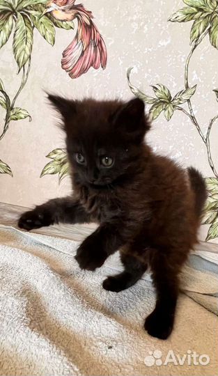 Котеночек Радость