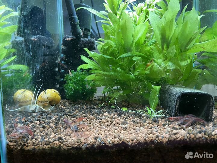 Аквариум 20л