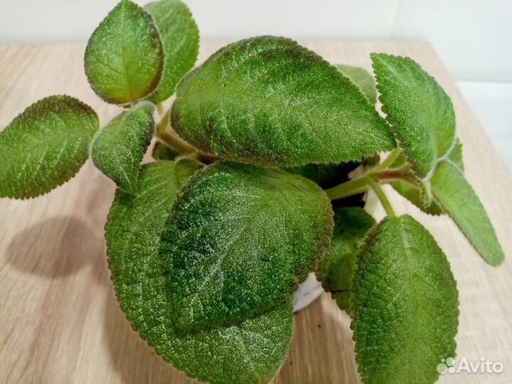 Эписция (растения взрослые, не детка)