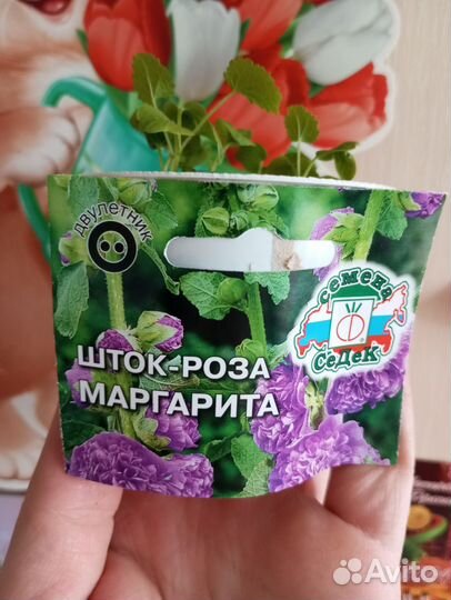 Рассада цветы шток роза