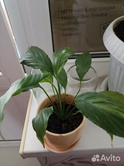 Спатифиллум