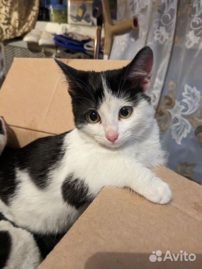 Кото- девочка