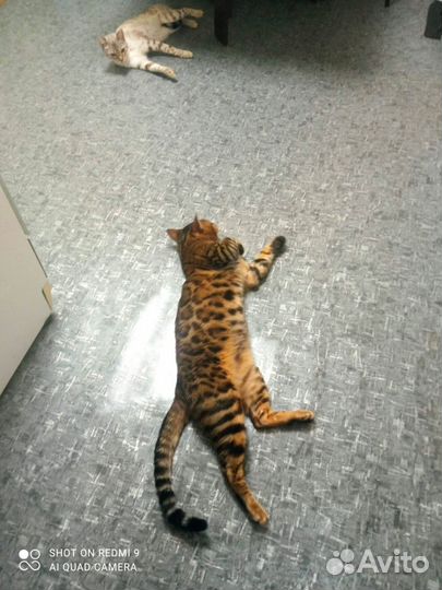 Продам бенгальских котят