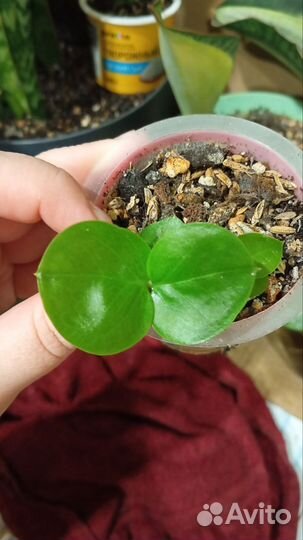 Продам набор замиокулькасов