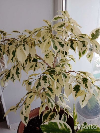 Фикус Бенджамина Де Гантель