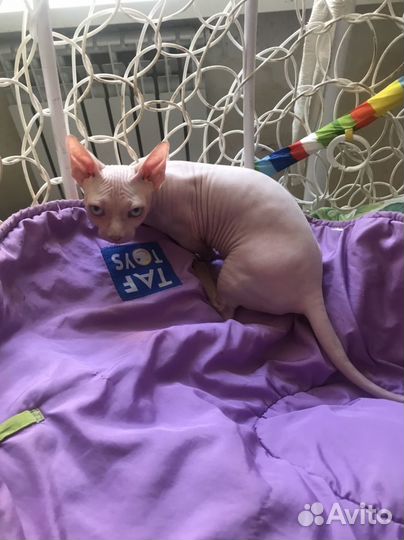 Бамбино Доротти