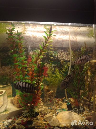 Аквариумные рыбки, молодые меченосцы и цихлиды