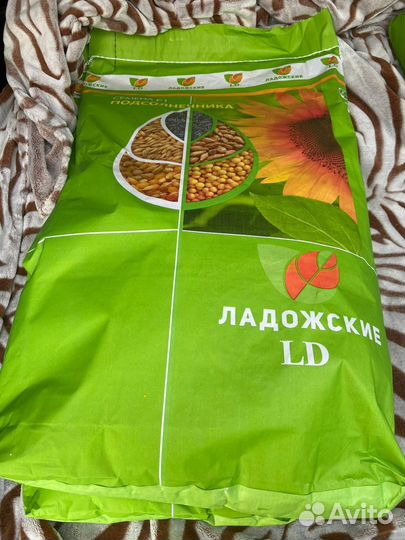 Семена подсолнечника