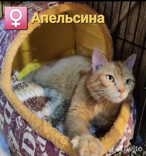 Кошки и коты с Домбасса бывшедомашние