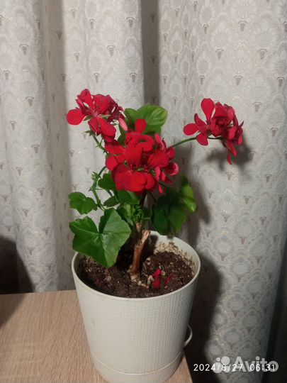 Пеларгония (герань) плющелистная