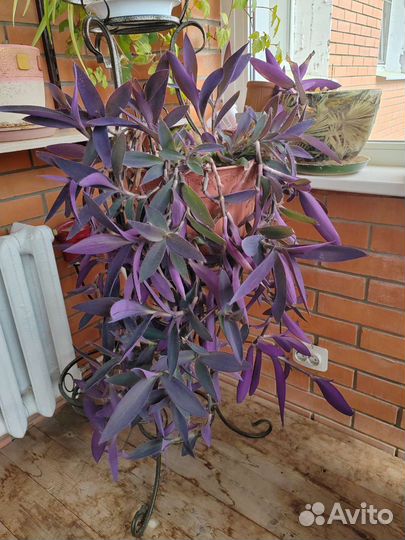 Традесканция паллида