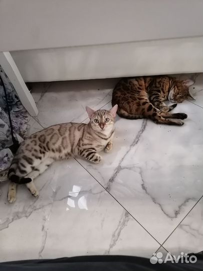 Бенгальская