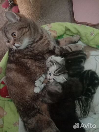 Кошка Шотланская