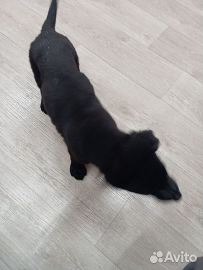 Продам щенка немецкой овчарки