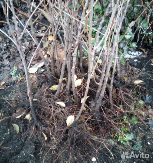 Подвои клоновые