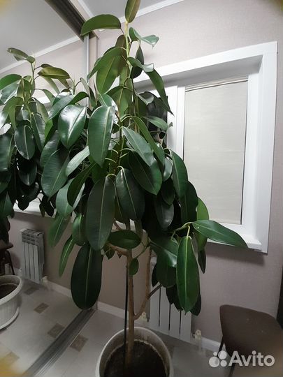 Фикус каучуконосный