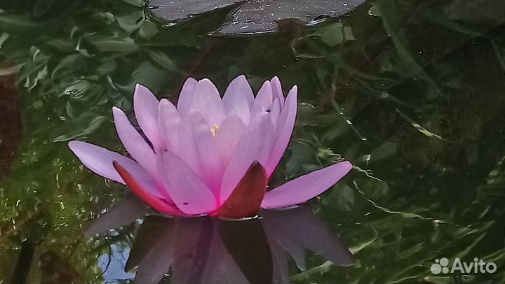 Кувшинка Роуз Эйри