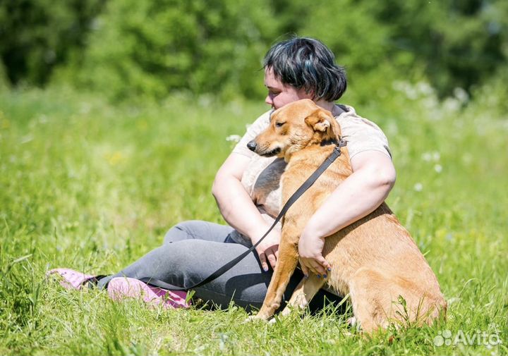 Рыжее солнышко в добрые руки
