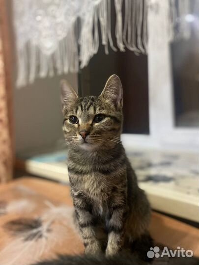 Котята