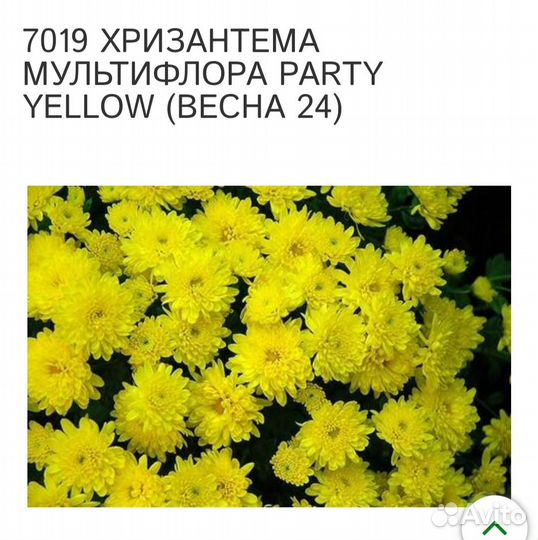 Хризантема мультифлора желтая