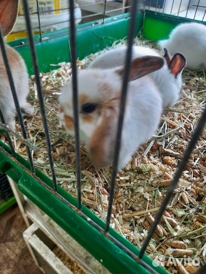 Декоративные кролики