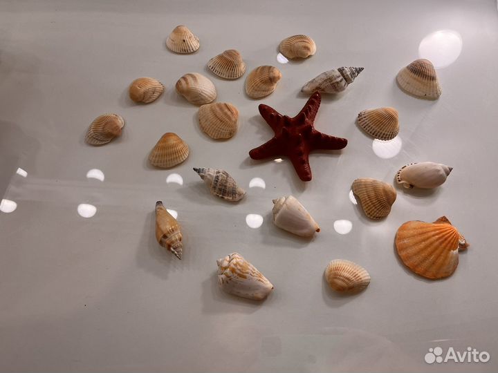 Набор морских ракушек