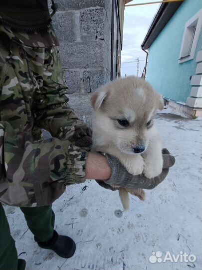 Продам щенков лайки