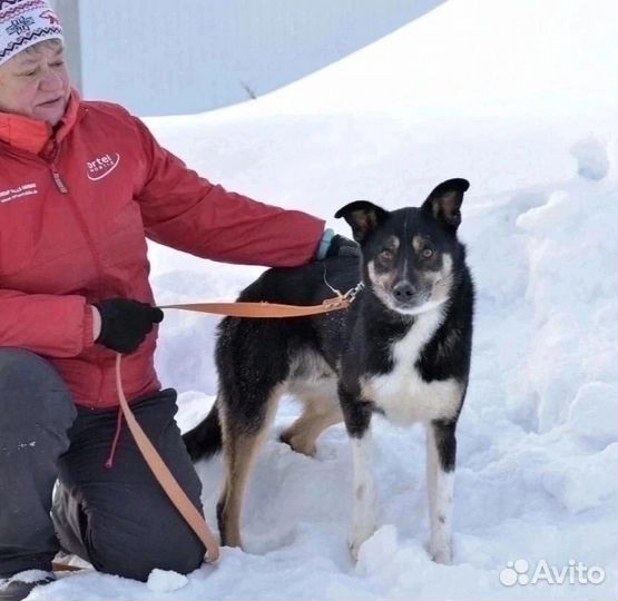 Ромэо-отличный парень.Спаси собаку из приюта