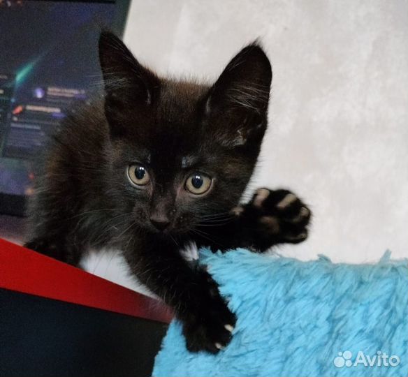 Котик ищет дом