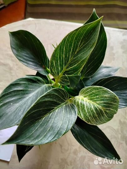 Филодендрон ксанаду и бирки