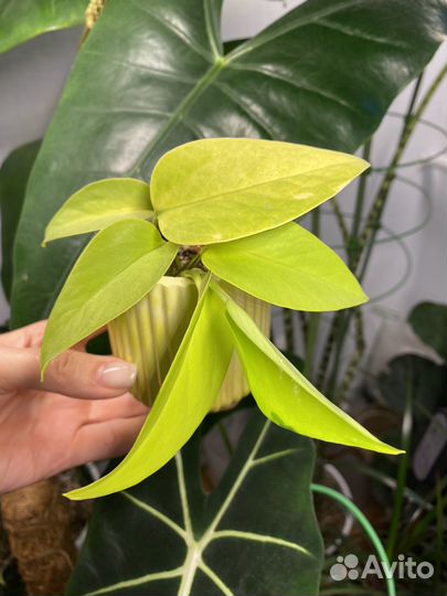 Сциндапсус неон