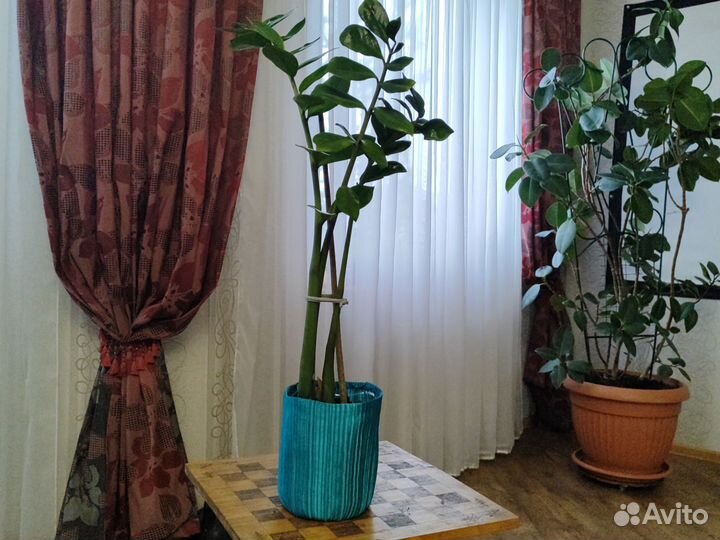 Замиокулькас или Долларовое дерево или